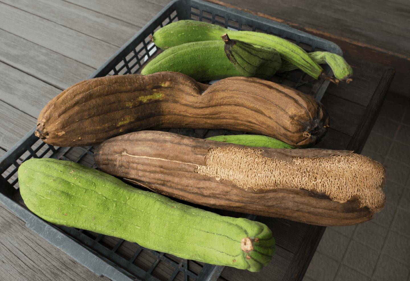 Brown and green loofah fruits in a black crate