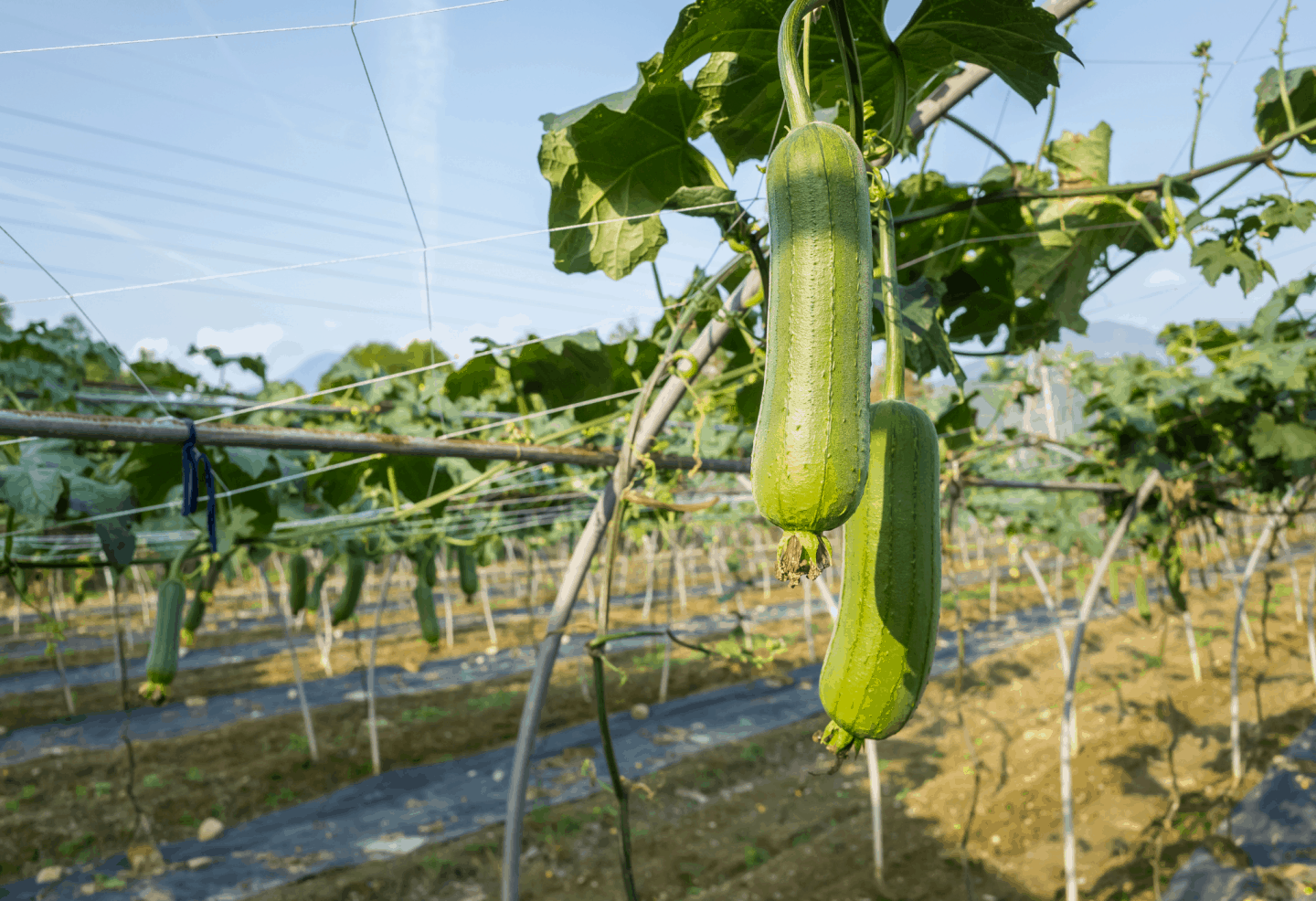 Loofah fruits on a vine