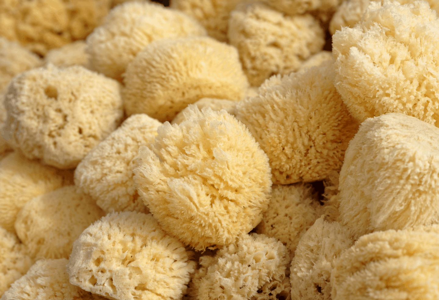 a pile of sea sponges which can be an alternative to plastic sponges