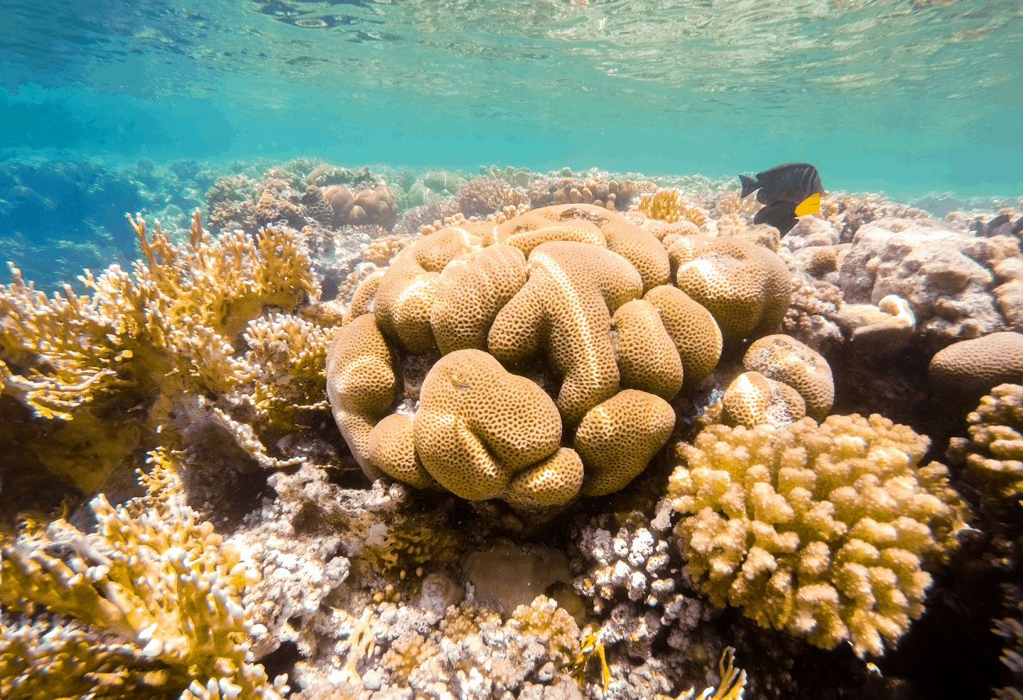 a sea sponge underwater